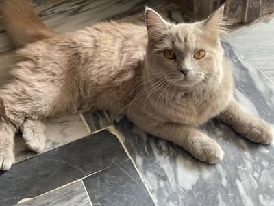 PERSIAN CAT