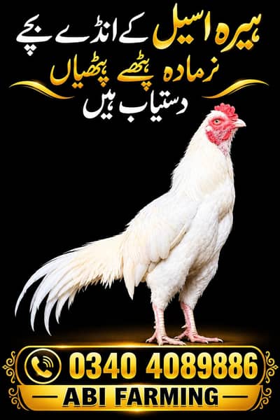 Heera Aseel Eggs for Sale