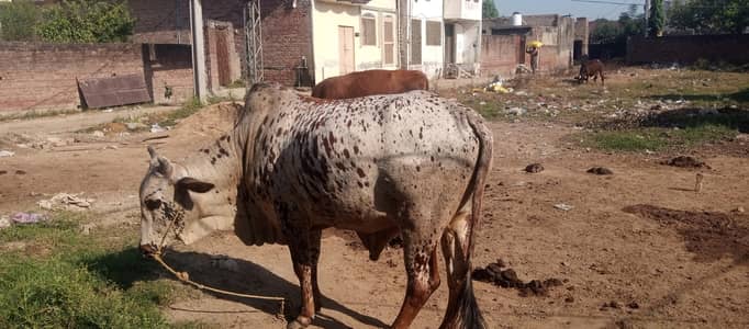 Bull for Sale