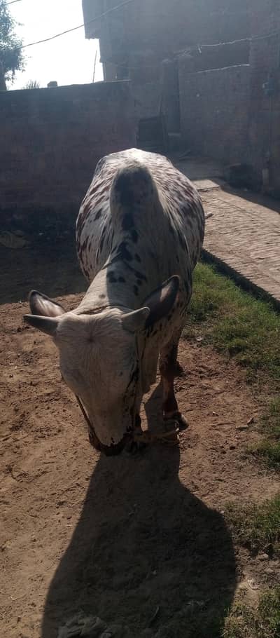 Bull for Sale