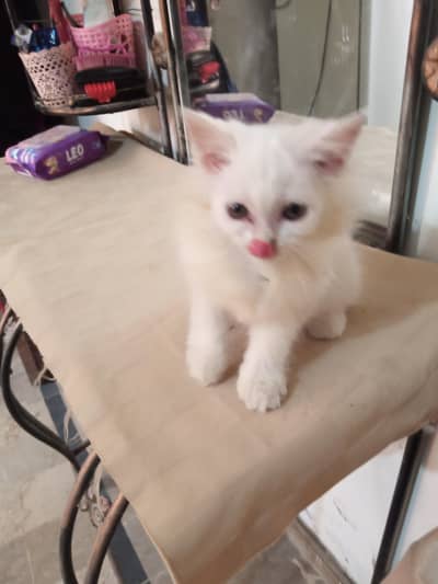 Persian kittens for sale