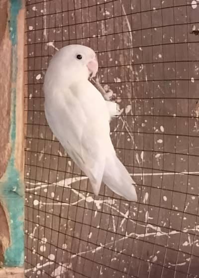 3 Lovebirds For Sale 1 Male 2 Female Breeder