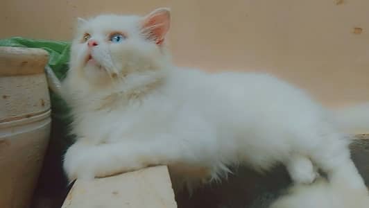 ODD EYE MALE CAT