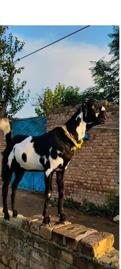 Bakra and Bakri For Sale