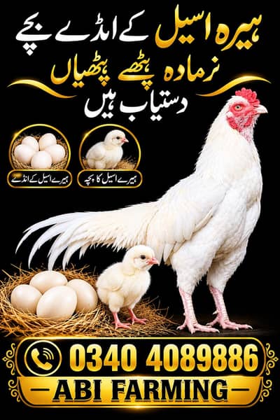 Heera Aseel Eggs for Sale