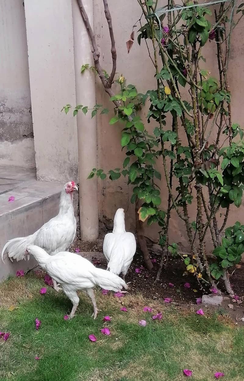 Heera Aseel 3