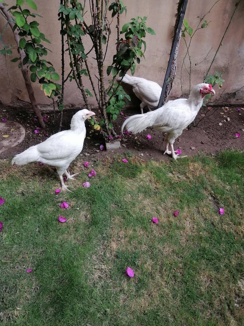 Heera Aseel 6