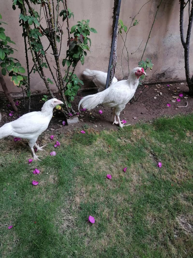 Heera Aseel 7