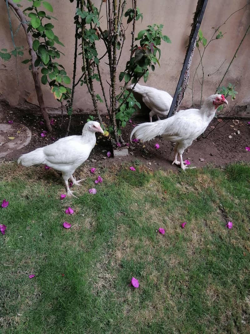 Heera Aseel 8
