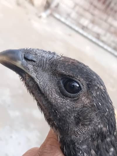 dragon aseel female black eyes contact on whatsapp 03291128658