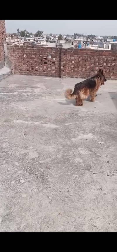 60000 german shepherd female for sale