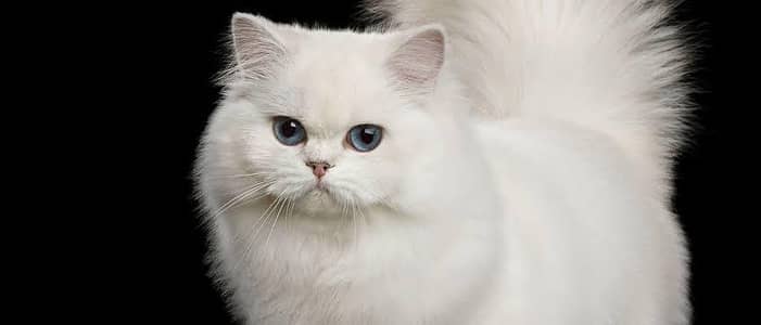 Persian cat