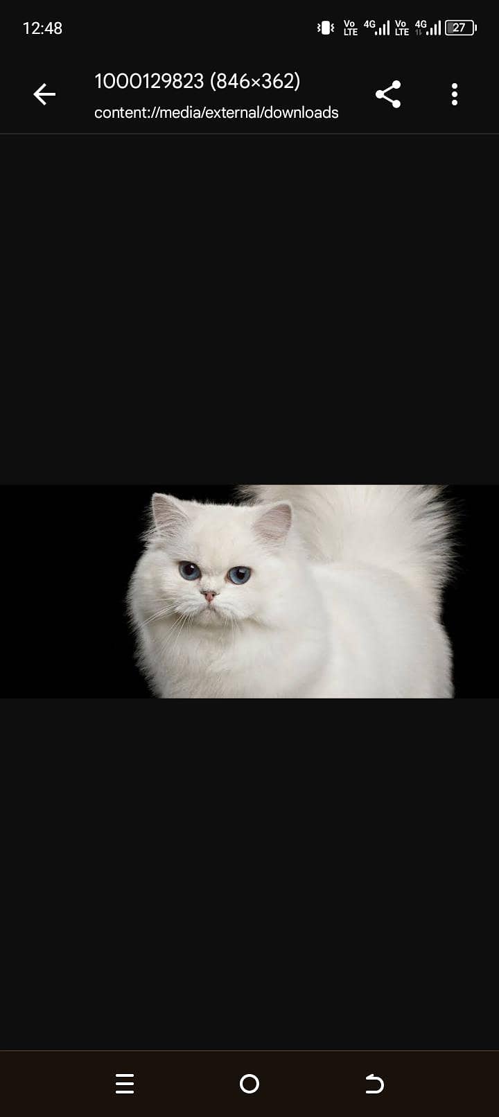 Persian cat 1
