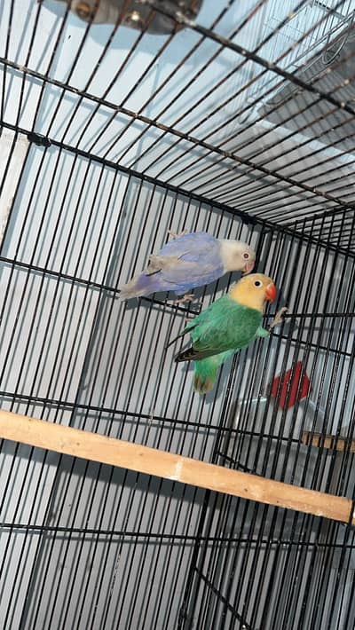 Lovebirds Breeder pair