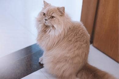 Persian Cat For Sale Light Brown