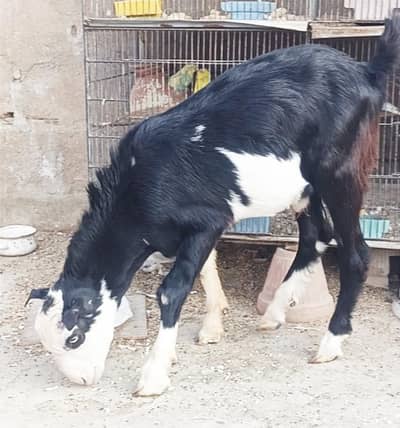 teddy male pink nose white eyes breeder