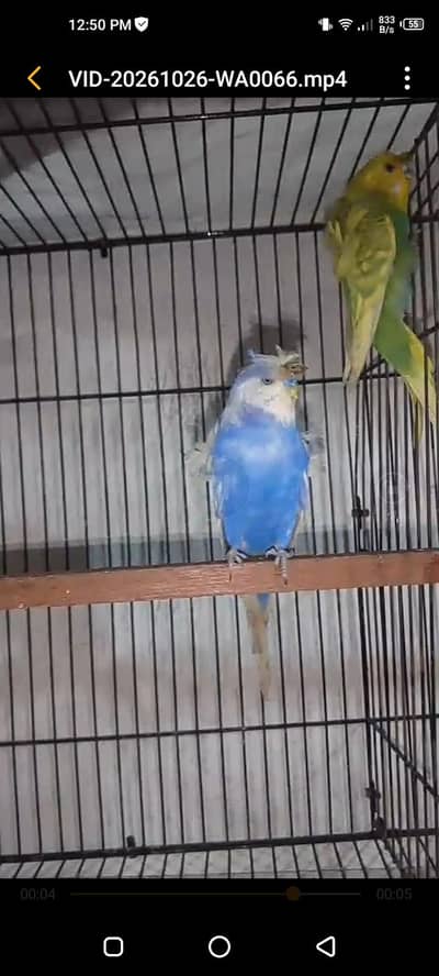 hogoromo  pair available 03264040055