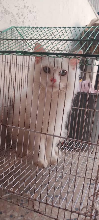 tripple cotted cat