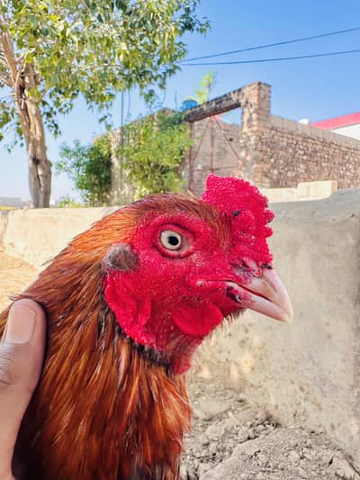 Mianwali aseel