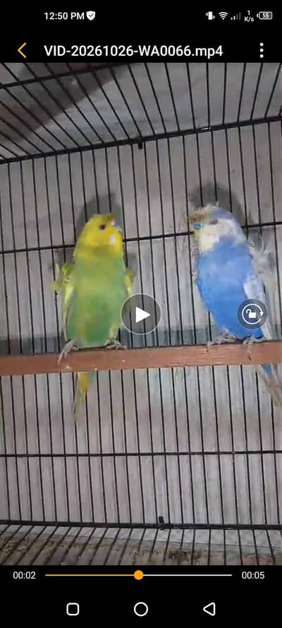 Hogoromo pair available 03264040055