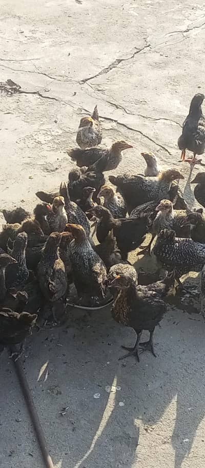 Golden Misri chicks for sale