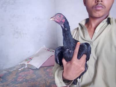 Pakistani seal murgi for sale