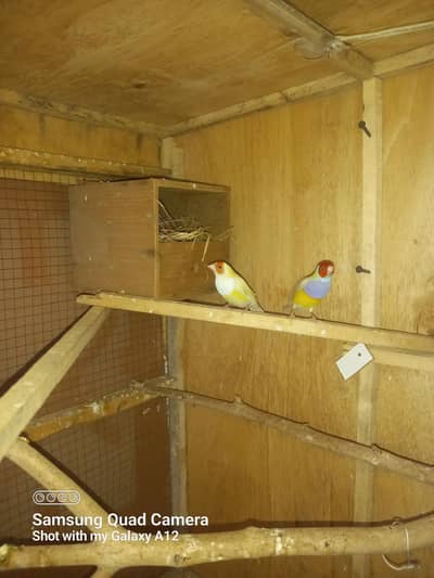 breeder pair
