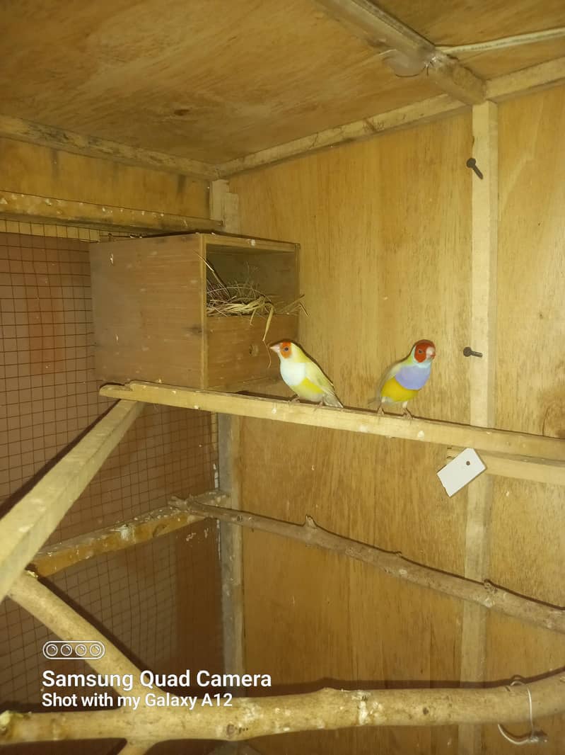 breeder pair 0