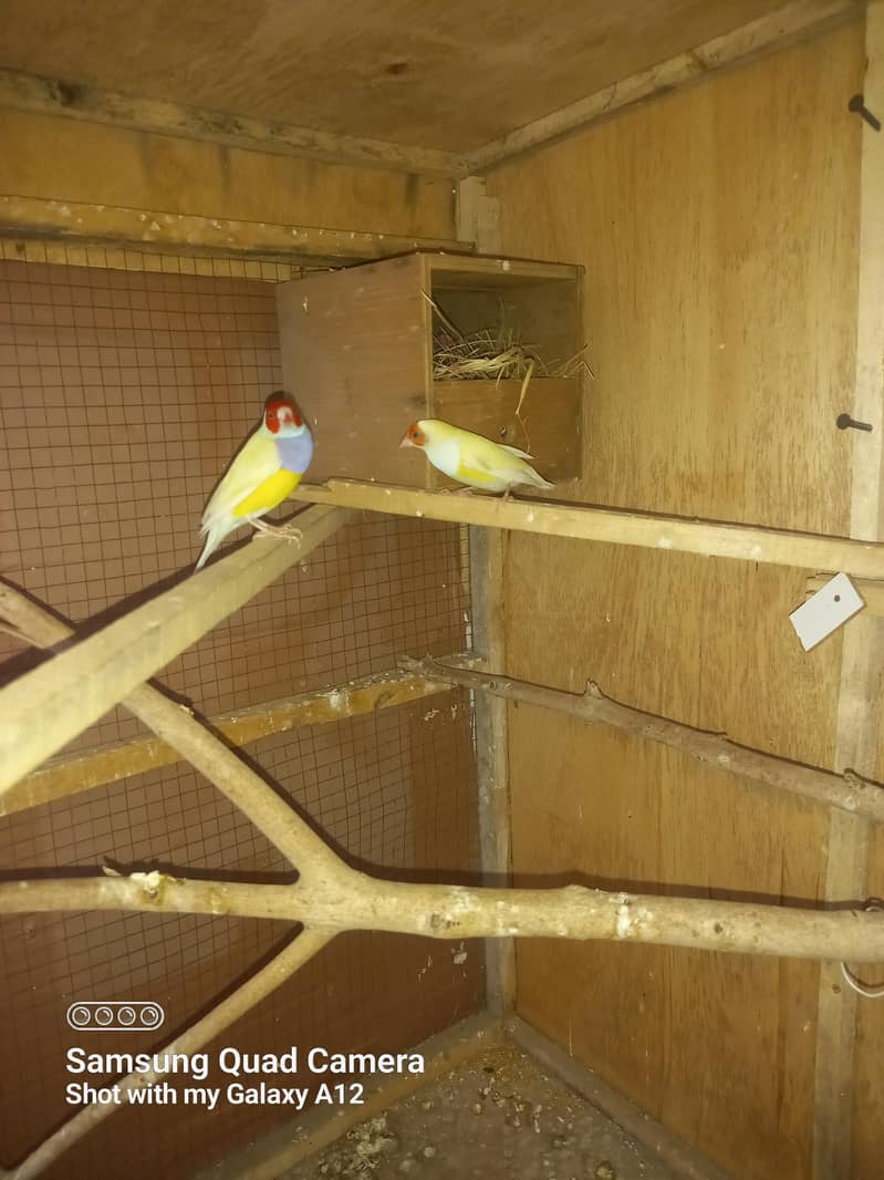 breeder pair 1