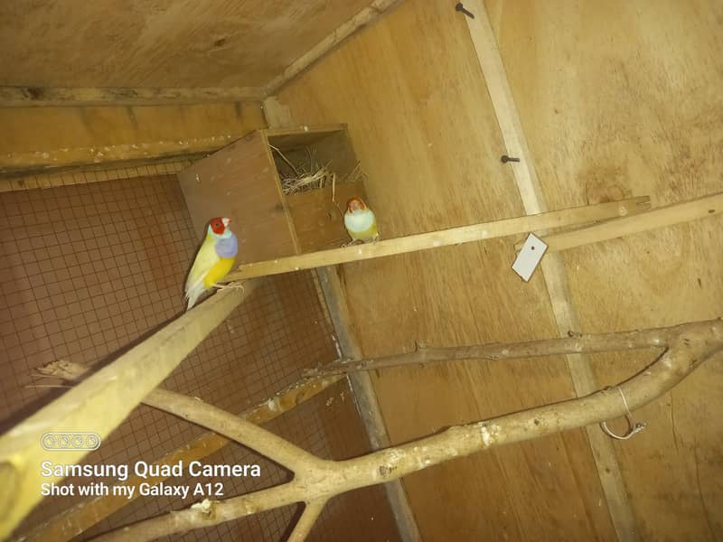 breeder pair 2