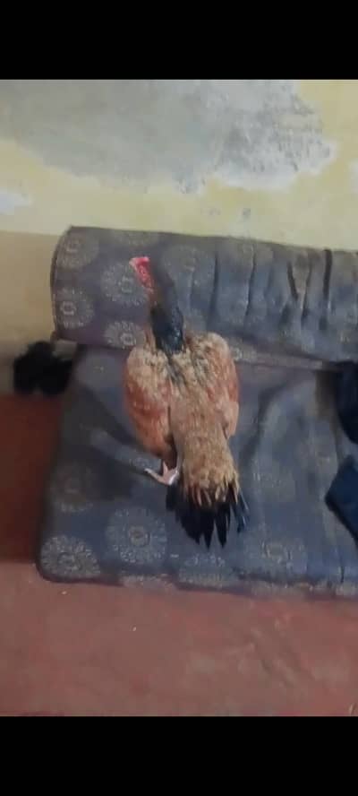 urgent sale hy