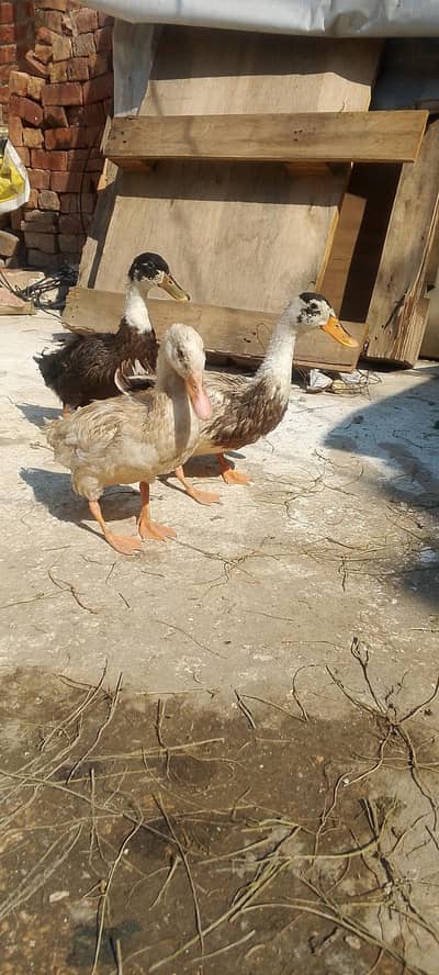 3 ducks 6 month age hay