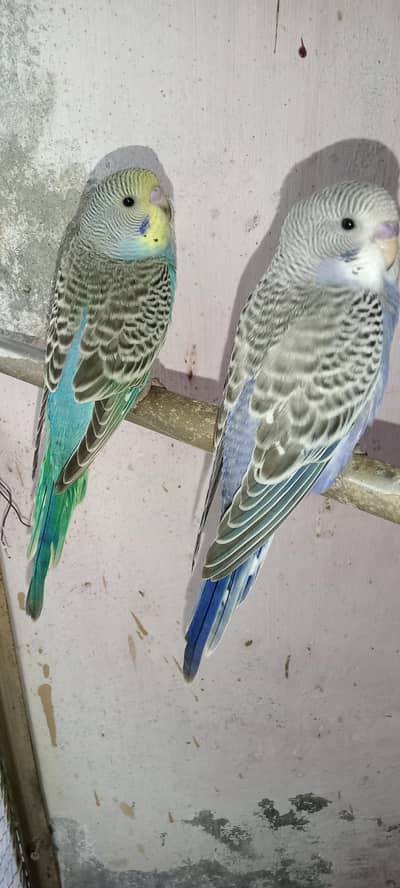 Australian parrot 2 pairs