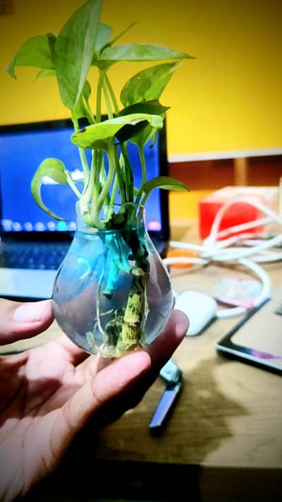cristal clear transparent pot for table or decore
