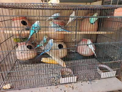 Australian parrot For Sal