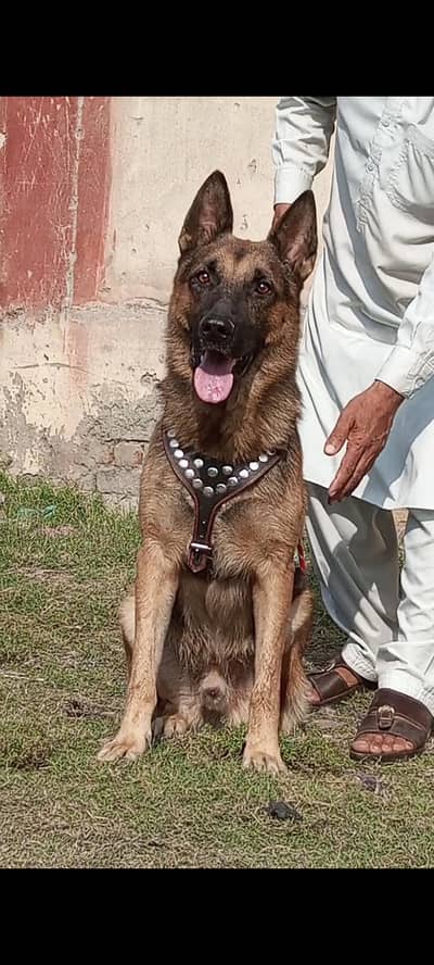 pure Alsheshion bhagyary male age 12 month sequrty train for sale