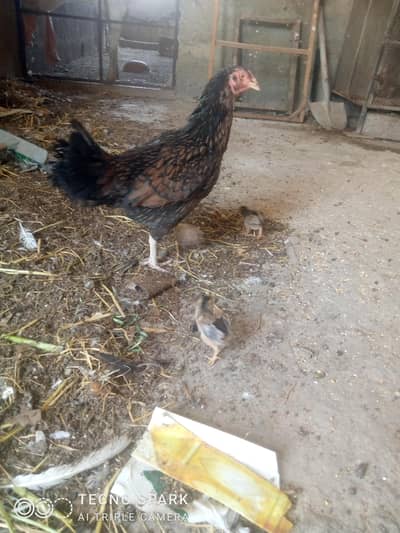 Aseel hen with 3  Chicks