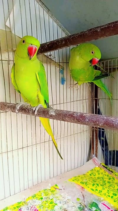 ringneck pathay