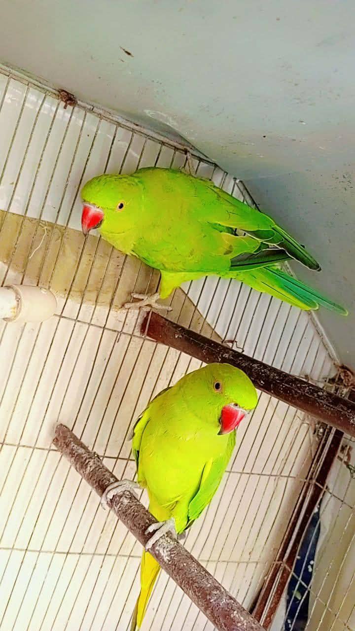 ringneck pathay 1