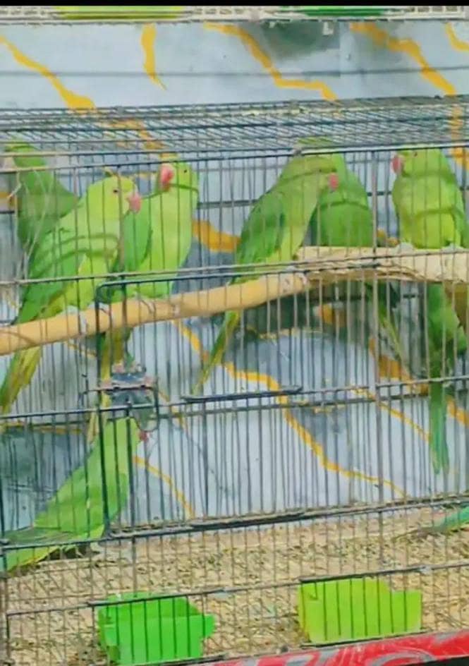 ringneck pathay 2