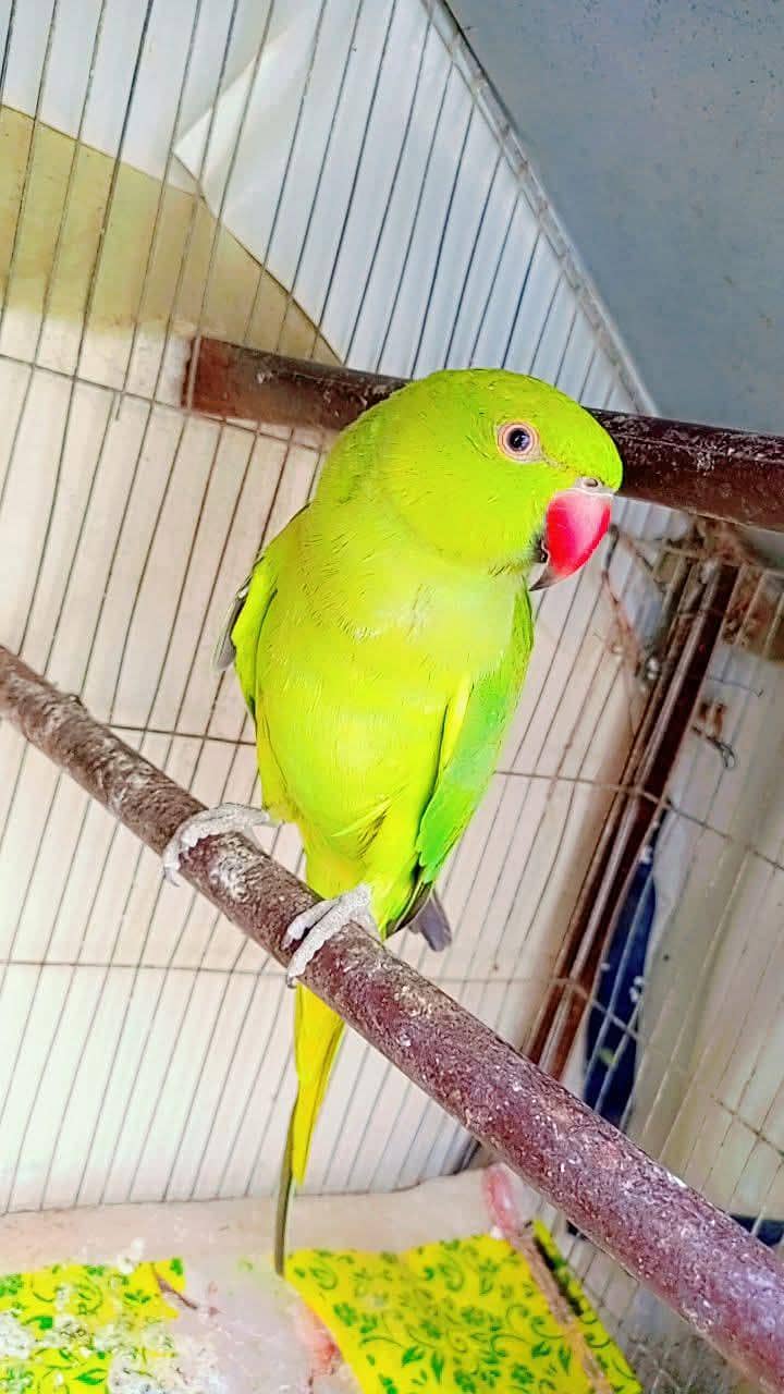 ringneck pathay 3