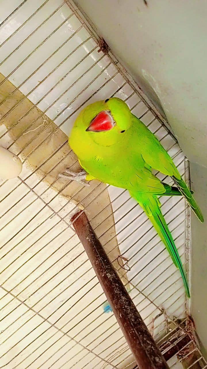 ringneck pathay 4