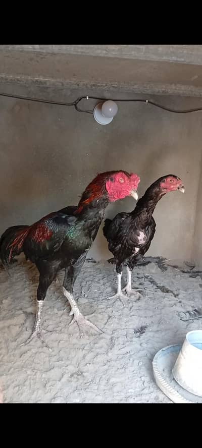 Pure Shamo pair & Dragon Face Thai Breeder Pairs _pure aseel breed