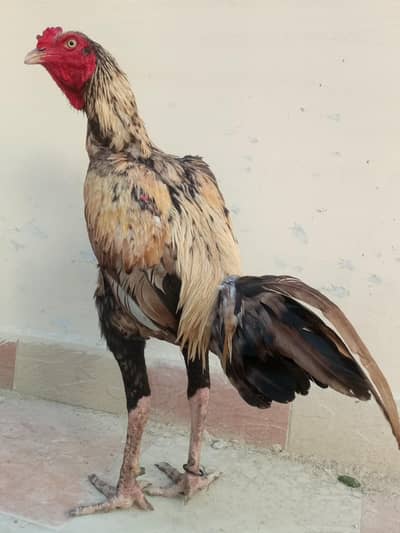 aseel murga for sale jor bandh