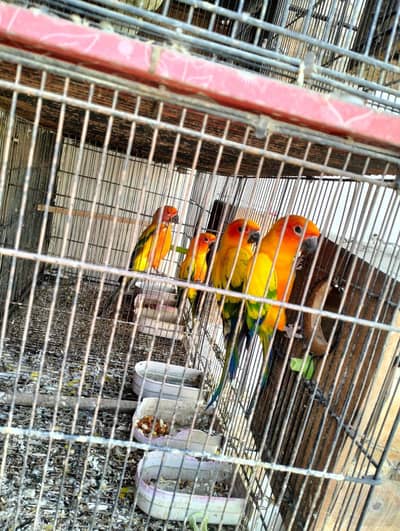 Sun Conure Pair with DNA