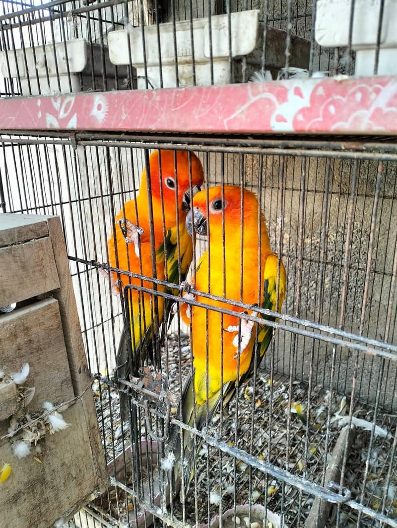 Sun Conure Pair with DNA 1