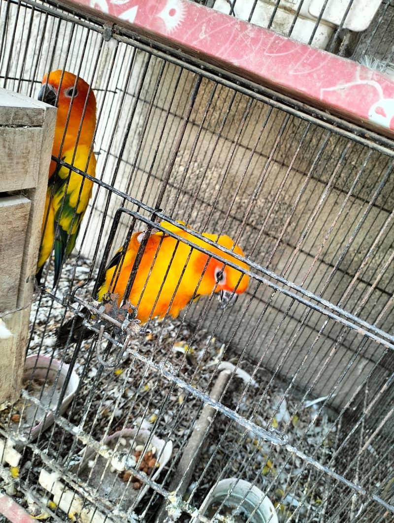 Sun Conure Pair with DNA 2