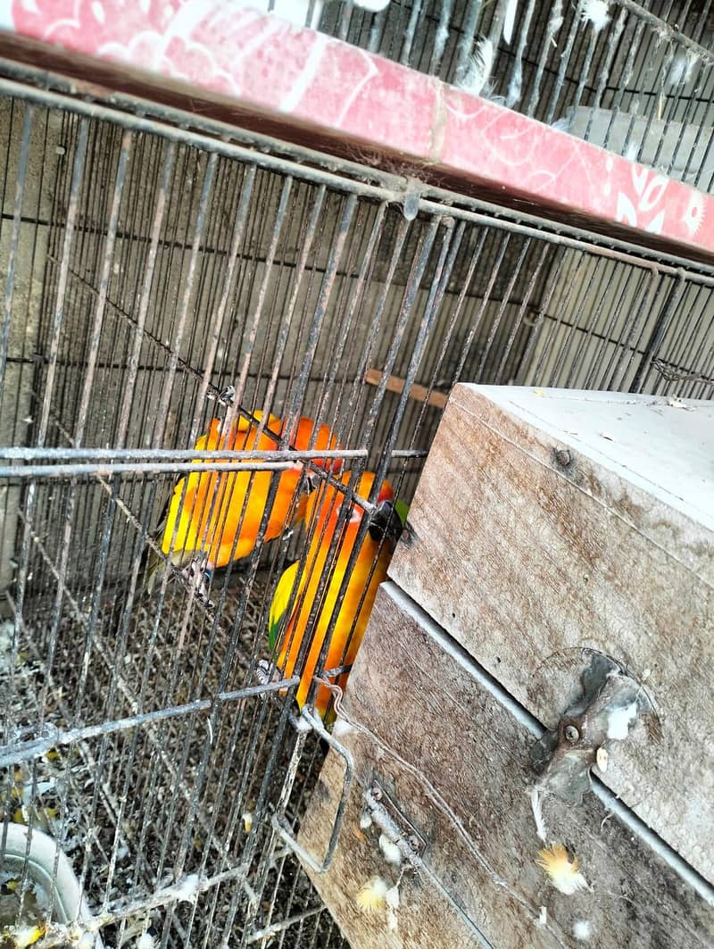 Sun Conure Pair with DNA 3
