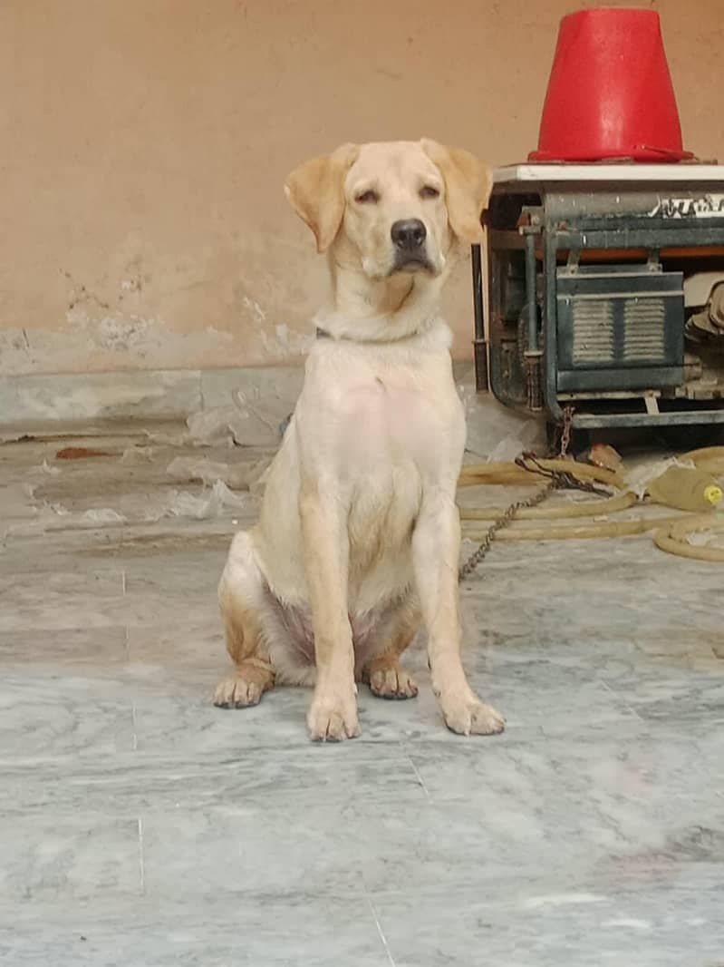 LABRADOR RETRIEVER 0