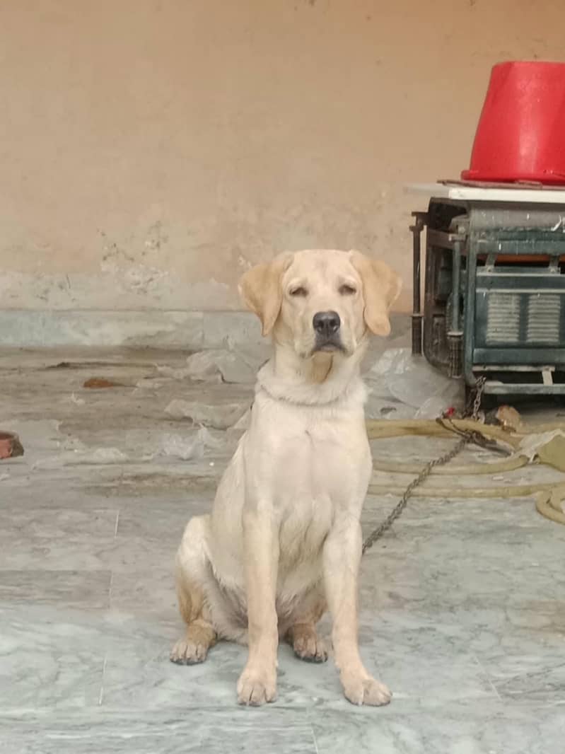 LABRADOR RETRIEVER 1